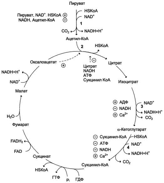 Схема цикла кребса биохимия