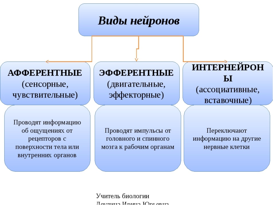 Схема виды нервных клеток