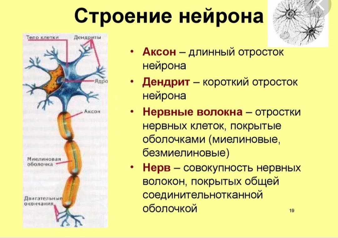 Нервные клетки строение функции