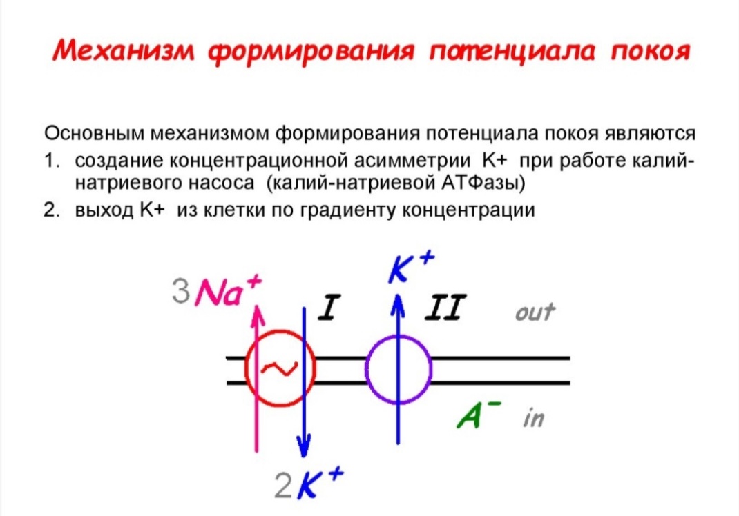 Условия механизма. Механизм формирования потенциала покоя. Ионный механизм формирования мембранного потенциала покоя. Механизм формирования (электрогенез) потенциала покоя клетки. Мембранный потенциал ионный механизм его формирования.