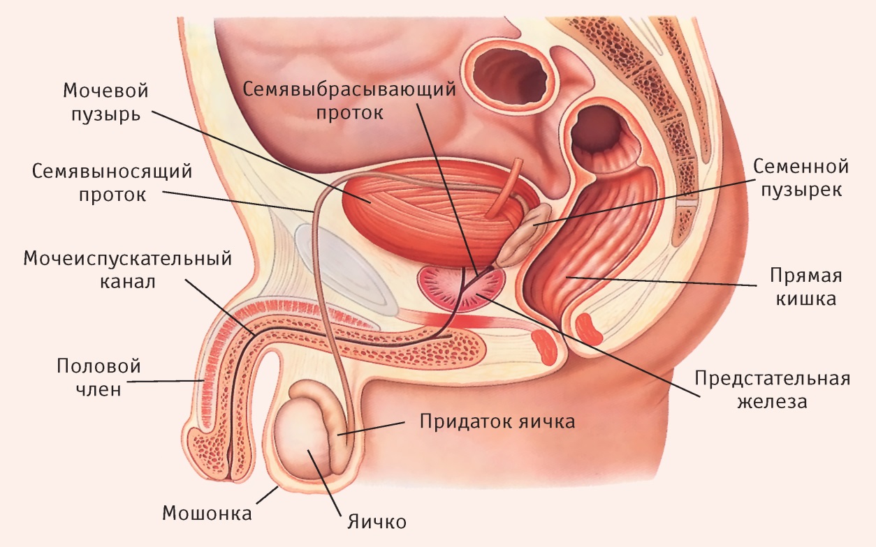 анатомия мужского анала фото 15