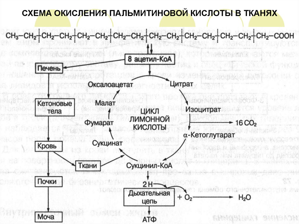 Схема окисления. Схему бета-окисления пальмитиновой кислоты. Циклы бета окисления пальмитиновой кислоты. Цикл окисления пальмитиновой кислоты. Схема окисления пальмитиновой кислоты.