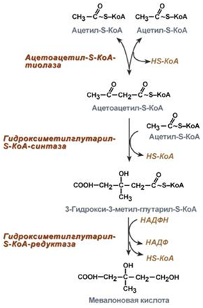 Коа 5. Биосинтез холестерина из мевалоновой кислоты. Синтез холестерола до мевалоновой кислоты. Синтез холестерина до мевалоновой кислоты биохимия ключевой фермент. Схема реакций синтеза холестерола.