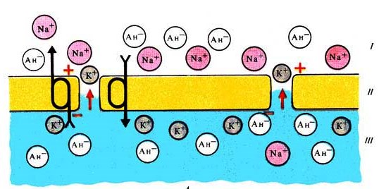 Мембранный потенциал покоя схема