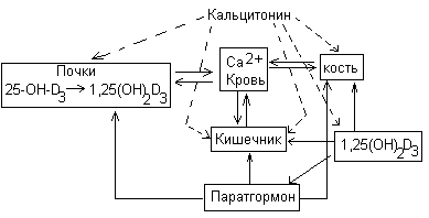 Схема регуляции инкреции кальцитонина и паратгормона