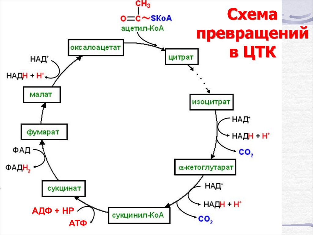 Цикл кребса биохимия кратко и понятно схема