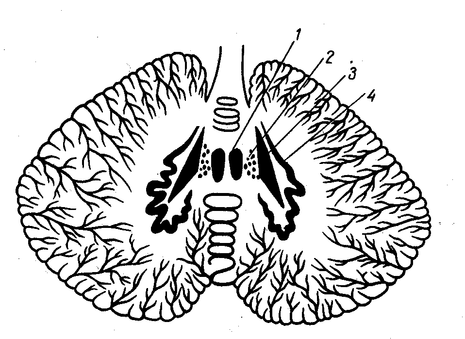 Мозжечок строение рисунок