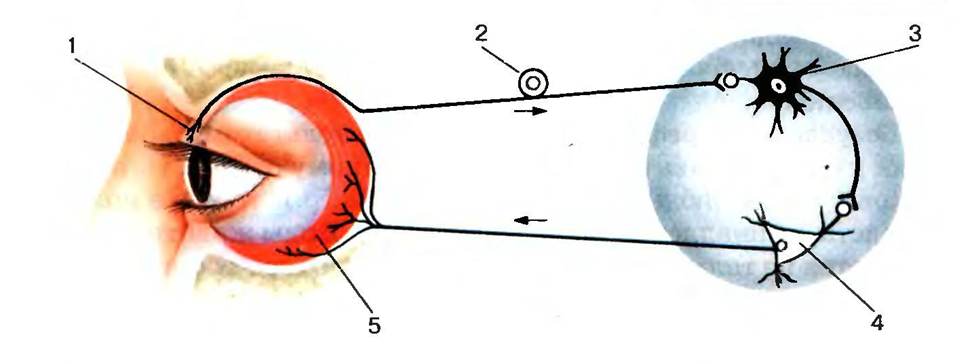 Рис 21 схема рефлекторной дуги мигательного рефлекса. Рефлекторная дуга мигательного рефлекса. Дугу мигательного рефлекса составляют. Рефлекс мигания.