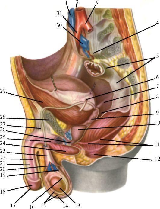 Органы малого таза у мужчин картинки