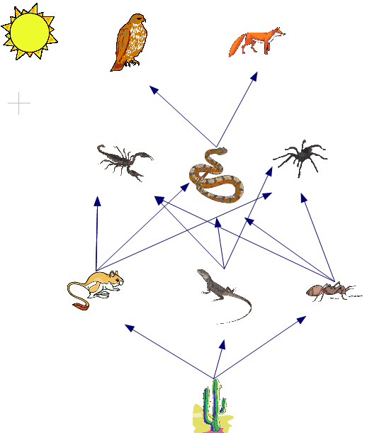 Схема питания пустыни окружающий. Схема цепи питания пустыни. Цепь питания пустыни верблюжьей колючкой. Пищевая цепочка пустыни схема. Схема цепи питания жаркой пустыни.
