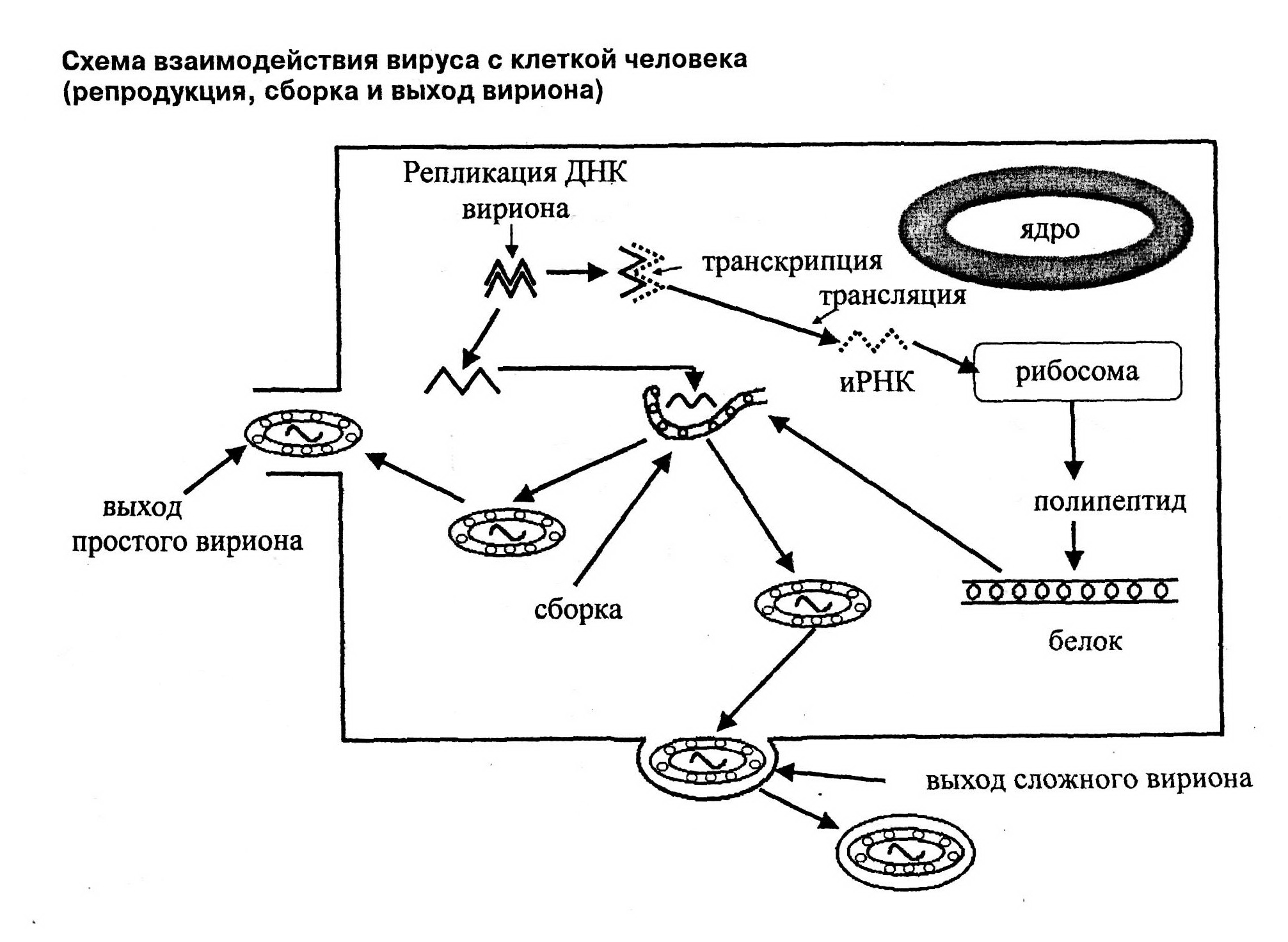 Репродукция вирусов типы взаимодействия вируса и клетки хозяина. Типы взаимодействия вируса с клеткой стадии репродукции вирусов. Этапы продуктивного типа взаимодействия вирусов с клеткой. Продуктивный Тип взаимодействия вируса с клеткой схема.