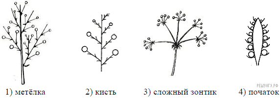 Метелка рисунок соцветие