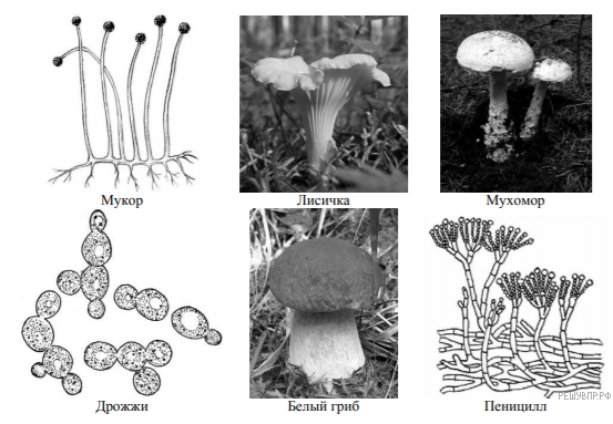 Изображение представителей грибов. Грибы ВПР. Грибы на две группы.
