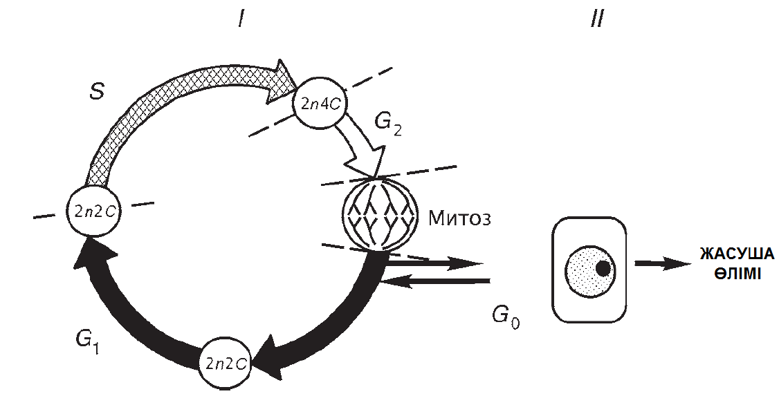 Схема митотического цикла
