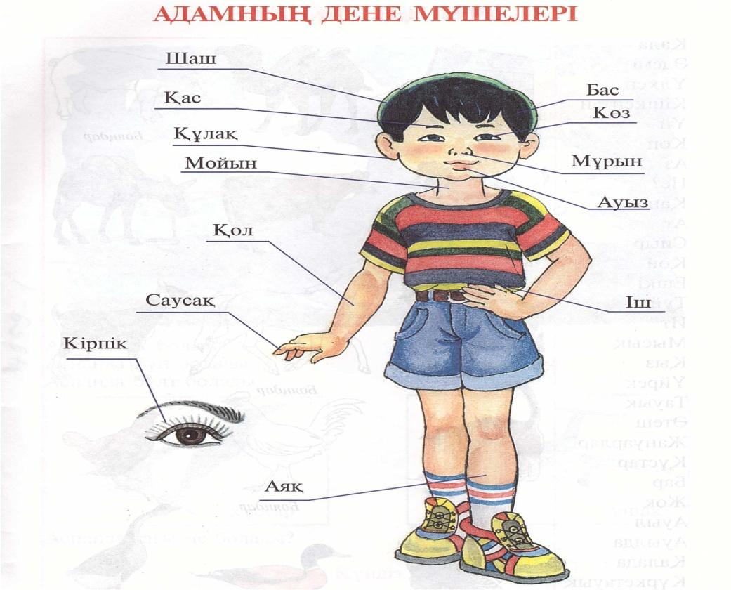 Оң қолымда бес саусақ сабақ жоспары 1 сынып қазақ тілі орыс сыныбы презентация