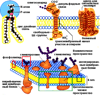 http://www.biochemistry.ru/images/book4/image005.gif