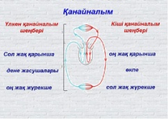 Кіші қан айналым шеңбері. Кан айналым турлери презентация. Рисунок қанайналымы. Үстіңгі жүркутің құрлысы раскраска. Канайналым жуйесинын типтеры.com.