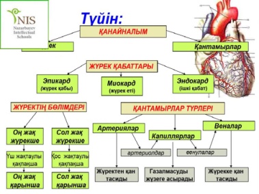 Жүрек құрылысы презентация