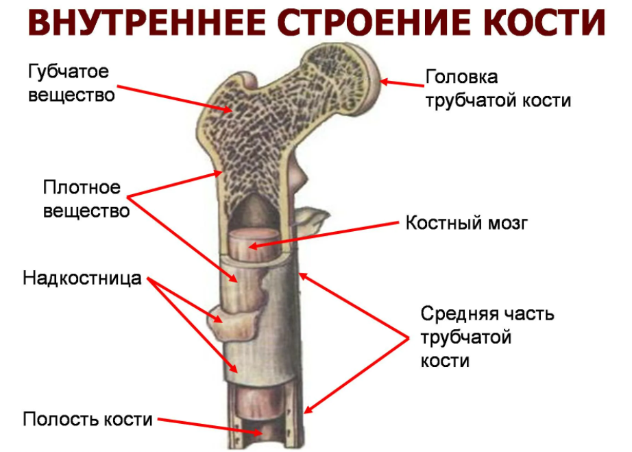 Чем заполнены структуры указанные на рисунке под цифрой 4