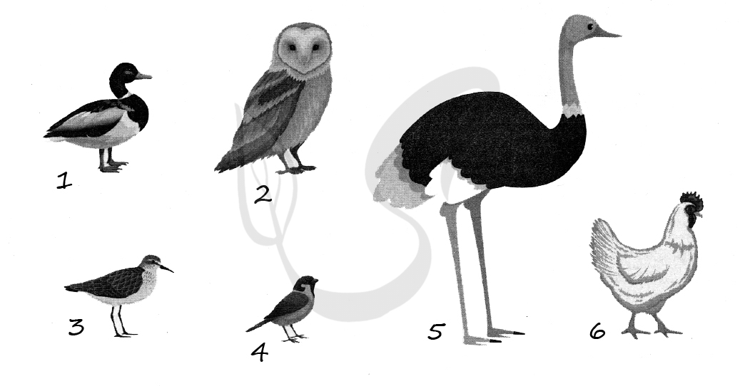 Тест класс птицы вариант 2
