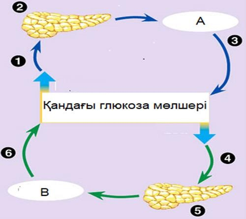 На рисунке изображена схема объясняющая механизм поддержания концентрации глюкозы в организме