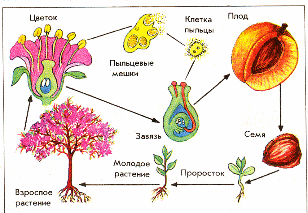 Пример размножения у цветковых растений. Схема полового размножения покрытосеменных растений. Схема цикла размножения покрытосеменных. Жизненный цикл покрытосеменных схема. Размножение покрытосеменных растений схема.