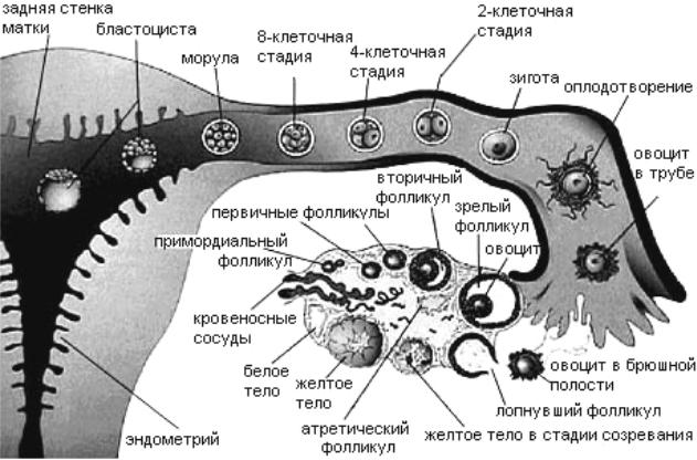 В каком яичники оплодотворение. Схема овуляции оплодотворения дробления имплантации. Оплодотворение и дробление. Опишите процесс оплодотворения. Схема процесса оплодотворения человека.