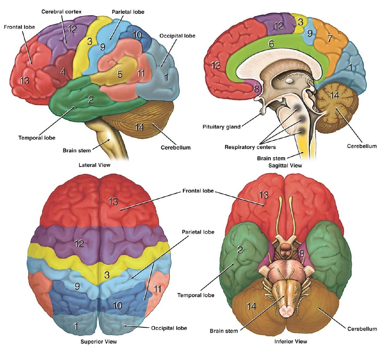 Brain anatomy. Головной мозг пожилого человека. Мозг пожилых людей. Мозг терапи.