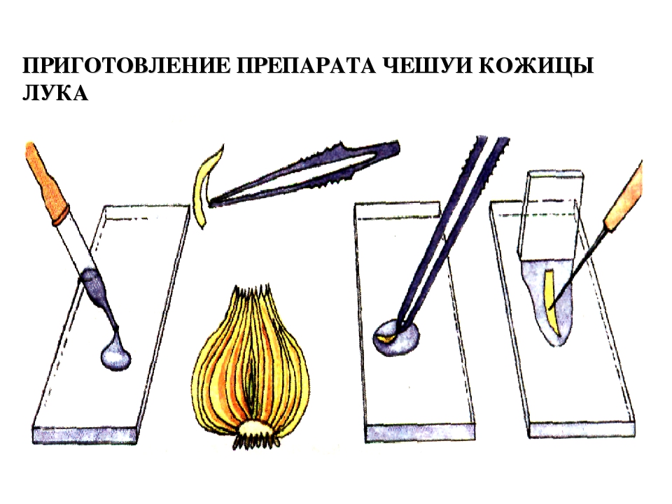 Строение микропрепарата. Приготовление препарата кожицы чешуи лука. Этапы приготовление препарата кожицы чешуи лука. Этапы приготовления препарата кожицы лука. Приготовления микропрепарата чешуи лука.