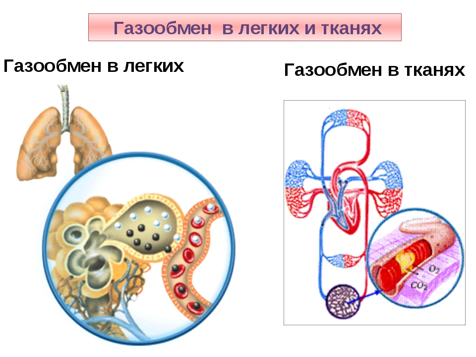 Газообмен в легких схема