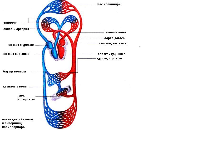 Кіші қан айналым шеңбері. Рисунок қанайналымы. Канайналым жуйесинын типтеры.com. Кан тамырлар шлак май ТУЗДУН Таксин толгону.