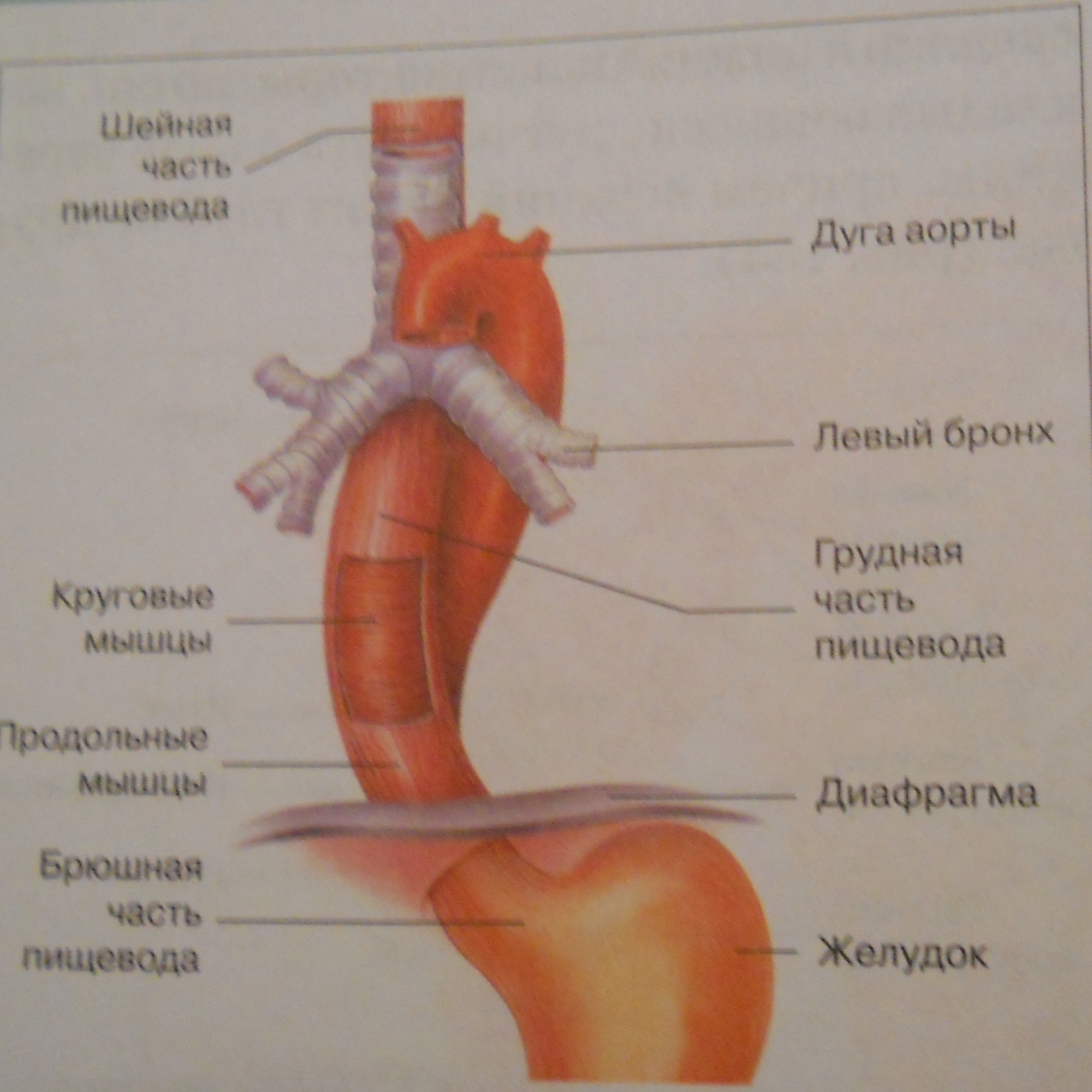 Пищевод это орган. Строение пищевода и желудка. Строение пищевода анатомия рисунок. Анатомия строения пищевода и желудка. Пищевод и желудок анатомия.