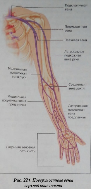 Артериальная вена на руке фото с расшифровкой