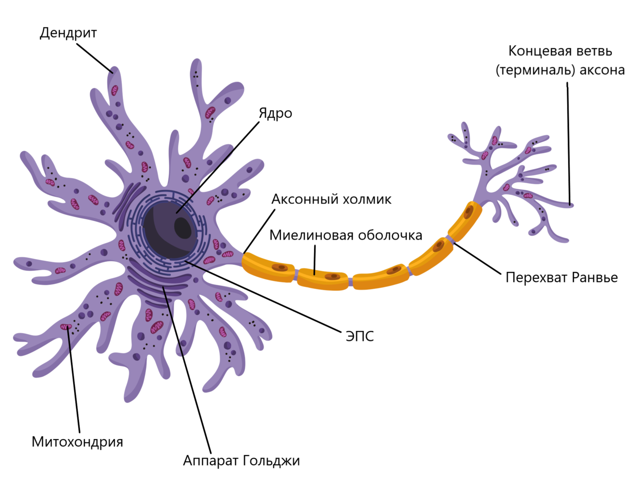 Биология нервные клетки. Нейрон строение органеллы. Строение ядра нейрона. Нервная клетка строение органеллы. Внутренне строение нейрона.