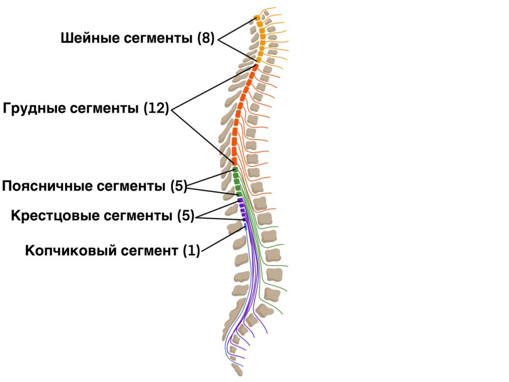 В шейном отделе спинного мозга сегментов. Строение сегмента спинного мозга. Строение сегмента спинного мозга анатомия. Сегментарное строение спинного мозга. Спинной мозг строение сегмента спинного мозга.