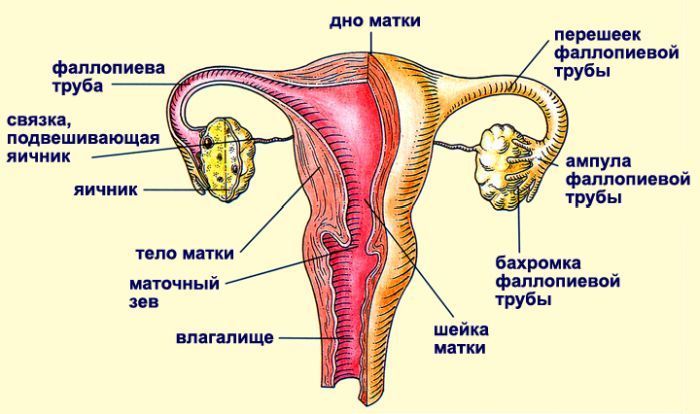 Строение женских половых органов внешнее строение рисунок анатомия и физиология органов