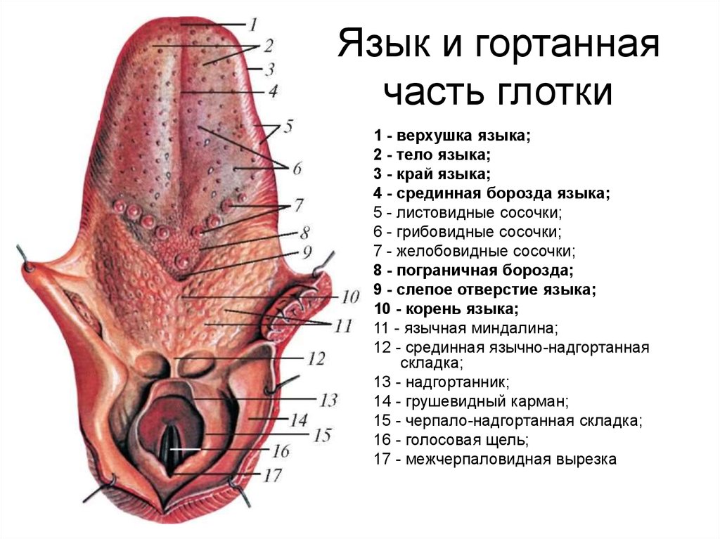 Строение языка человека схема с описанием и фото