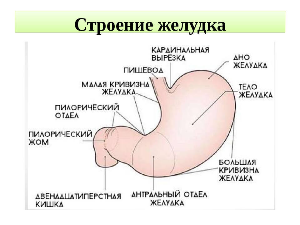 Изображение целой анатомической области