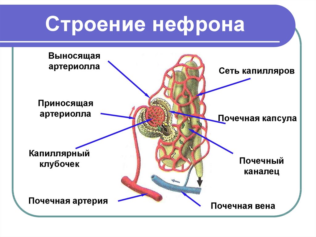 Структура изображенная на рисунке является функциональным