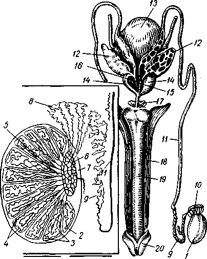 Половая система мужчины анатомия. Семявыносящий проток схема. Семявыносящий проток анатомия схема. Мужская половая система семявыносящие пути. Семявыносящий проток анатомия строение.