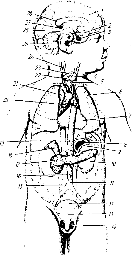 Железы схема. Схема расположения желез внутренней секреции. Расположение желез внутренней секреции рис 18.1. Расположение желез внутренней секреции рисунок. Схема расположения эндокринных желез.