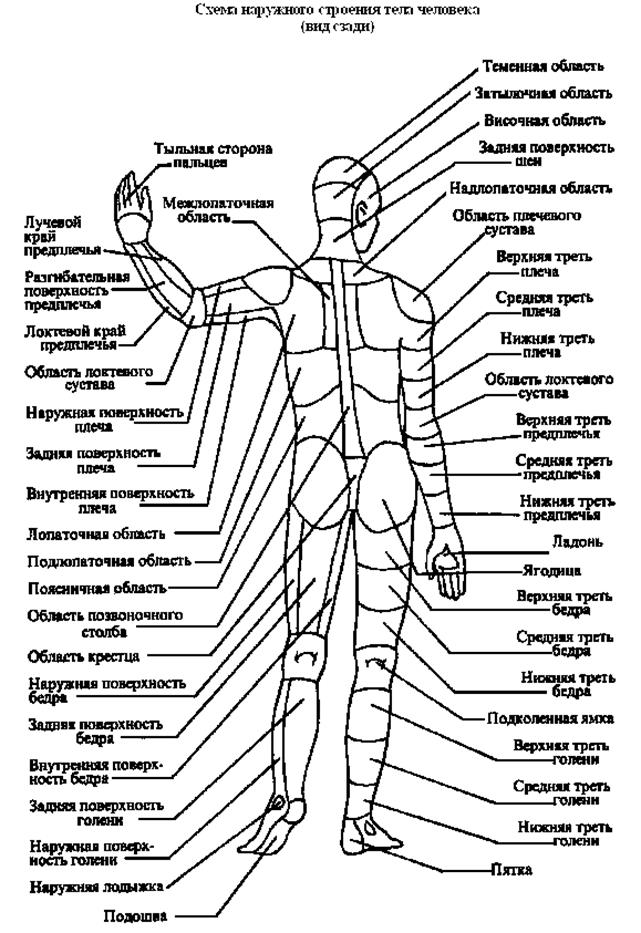 Ниже туловища. Части тела человека сзади названия. Анатомическое строение человека схема наружное. Схема строения человека сзади. Анатомия человека название частей тела наружных.