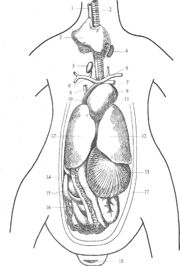 Мускульный отдел желудка образовался у птиц. Топография внутренних органов курицы. Анатомия внутренних органов утки. Строение внутренних органов курицы в разрезе. Расположение органов у курицы.