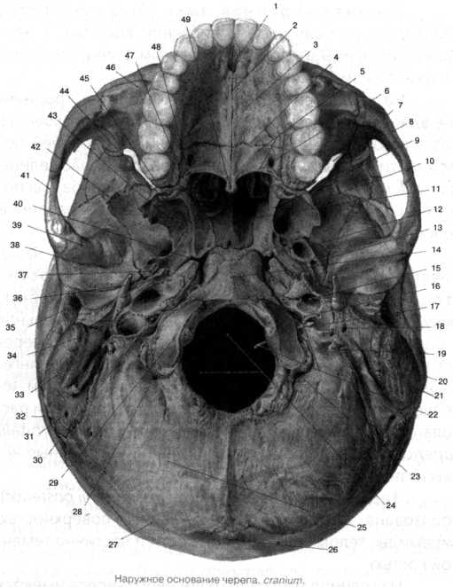 Мозговое основание черепа. Основание черепа нижняя челюсть. Основание черепа анатомия.