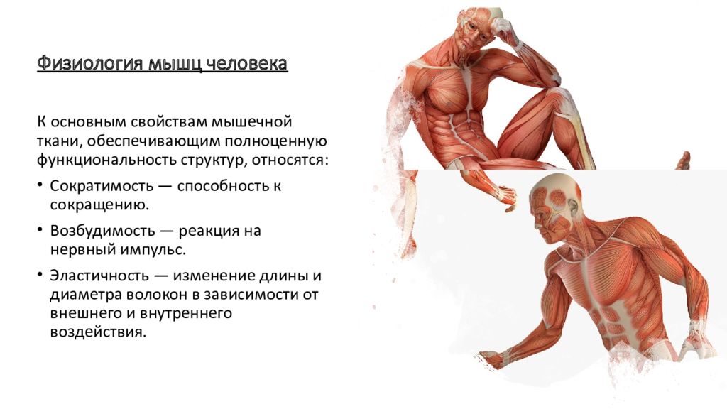 Какими свойствами мышечной