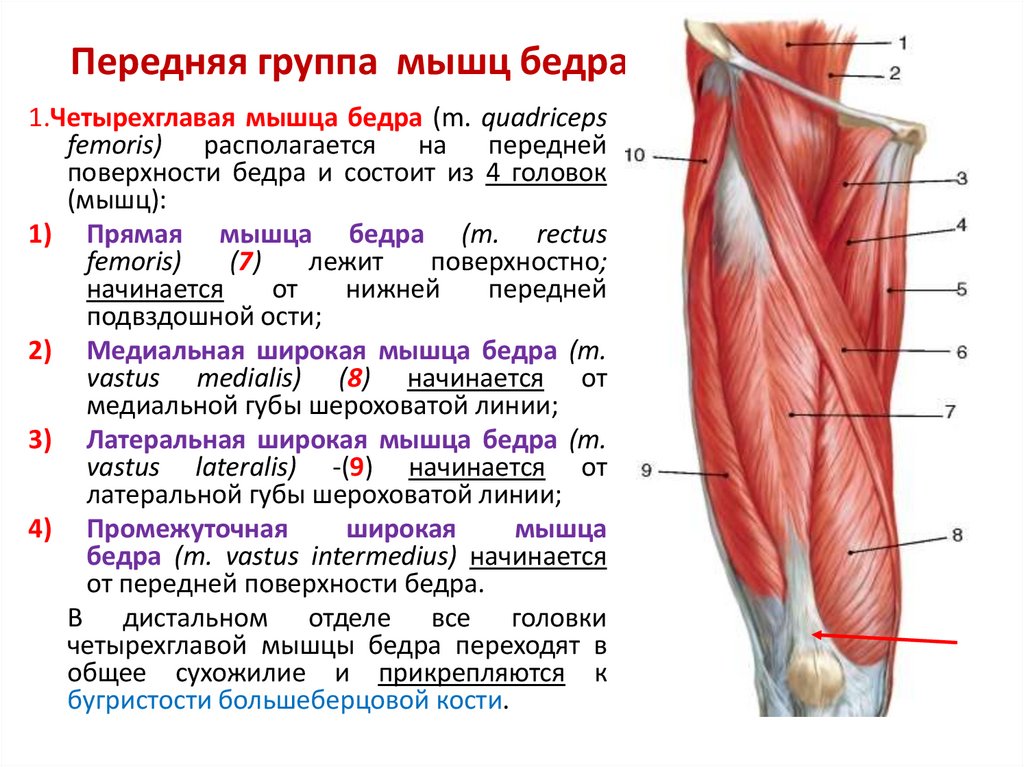 Мышцы в ляшках. Передняя группа мышц бедра:передняя группа мышц бедра. Передняя группа мышцы бедра медунивер. Задняя группа мышц бедра анатомия. Мышцы бедра передняя группа анатомия.