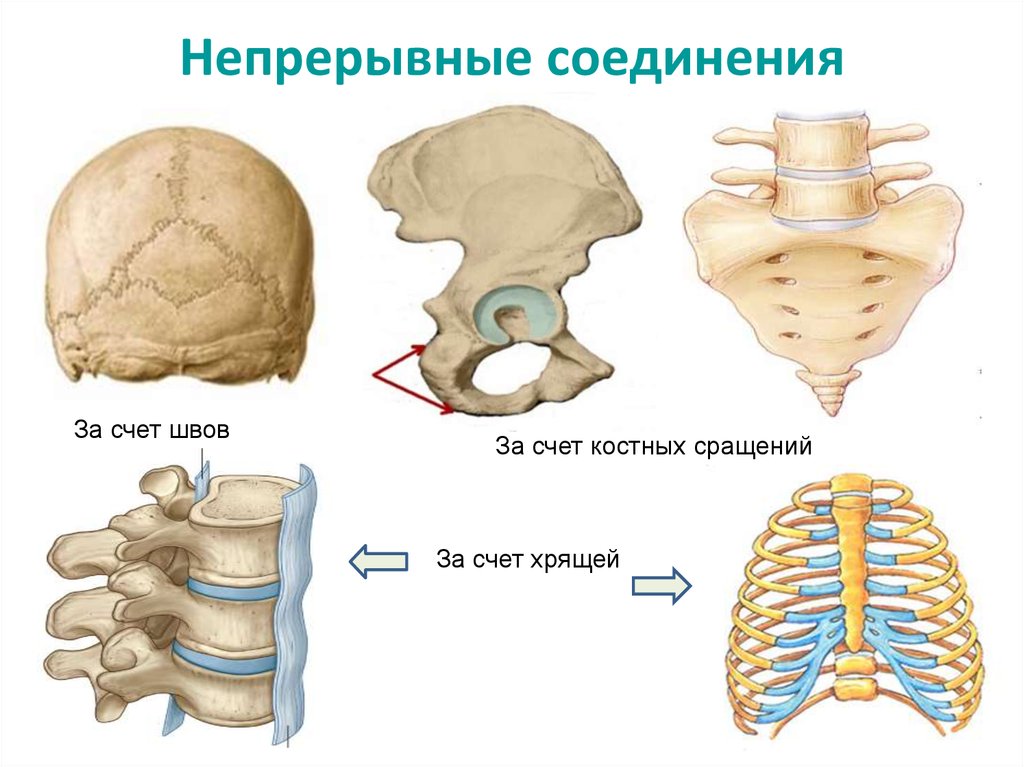 Непрерывные кости. Костные непрерывные соединения костей. Непрерывные соединения костей анатомия. Соединения костей непрерывные соединения синдесмозы. Непрерывные соединения костей синдесмозы синхондрозы.
