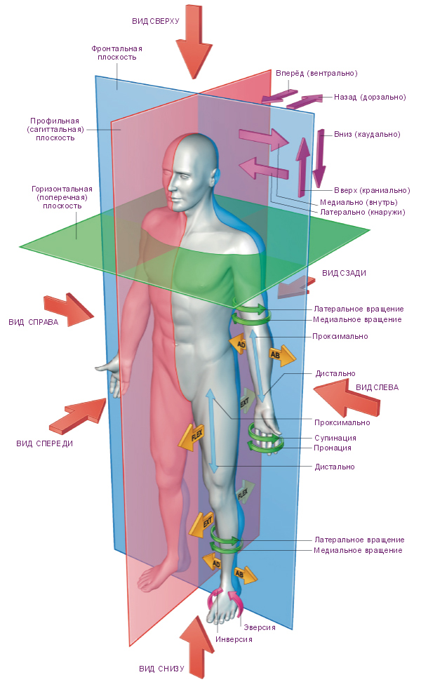 Горизонтальная ось человека. Анатомические оси и плоскости человека. Оси тела человека в анатомии. Анатомия плоскости и оси тела. Основные анатомические термины оси и плоскости тела человека.