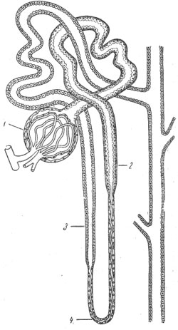 Нефрон рисунок егэ