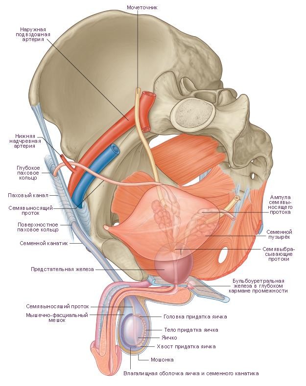 Ureter анатомия. Мужской орган. Расположение органов в тазу у мужчин. Тазовая область у мужчин. Простата и предстательная железа одно и тоже